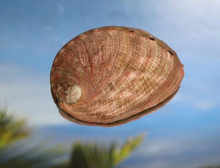 Ракушка Галиотис Гигантея (Haliotis gigantea) 10,5 см