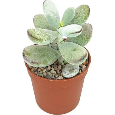 Купить живые суккуленты 🌵 Интернет-магазин суккулентов EnjoyPlants