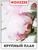 Набор постеров "Перламутровый пион" 3шт.