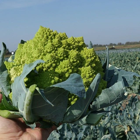 Пунтоверде F1 семена капусты цветной (Rijk Zwaan / Райк Цваан) плод – фото 8