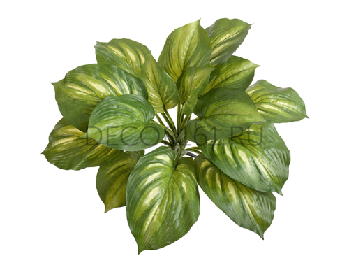 Хоста жёлто-зелёная большая д-60, в-40 см (Sensitive Botanic) 6/48 20.1151GY