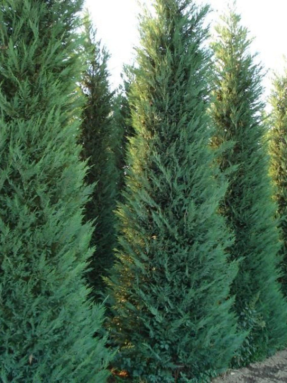 Купрессоципарис Лейланда / Саженцы купрессоципариса