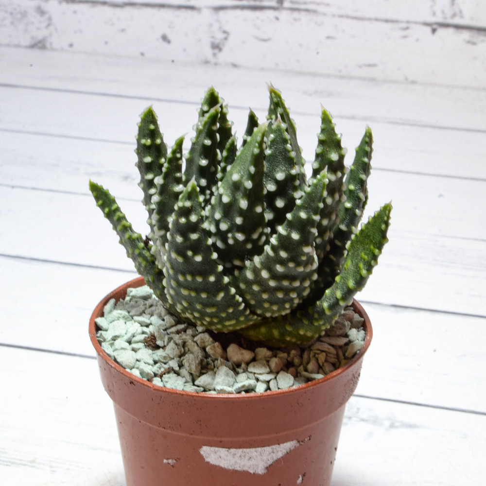 Haworthia Margaritifera Pumila (Хавортия)