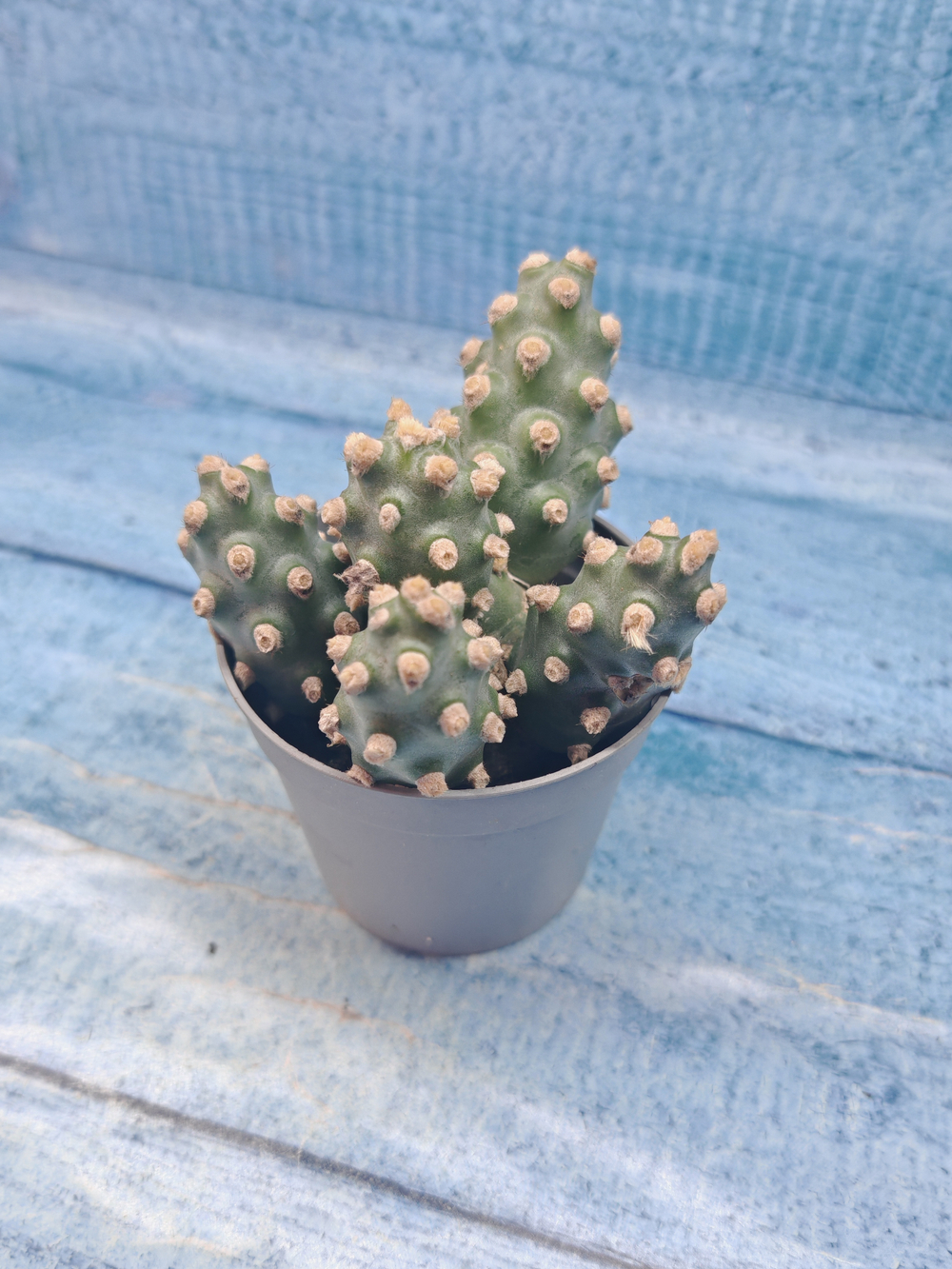 Tephrocactus Molinensis (Тефрокактус)