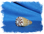 Конус горностай, (Conus mustelinus), Конус Мустелинус