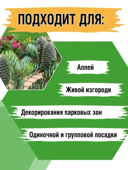 Саженец Пихта корейская