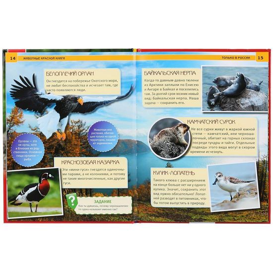 Энциклопедия А4 с развивающими заданиями. Животные красной книги. 48 стр. Умка