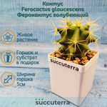 Ferocactus glaucescens (Ферокактус)