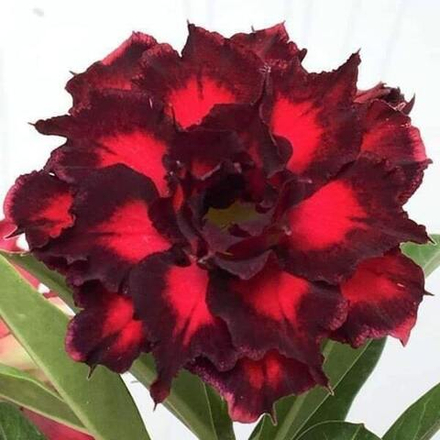 Адениум обесум 033 Seven Fairy