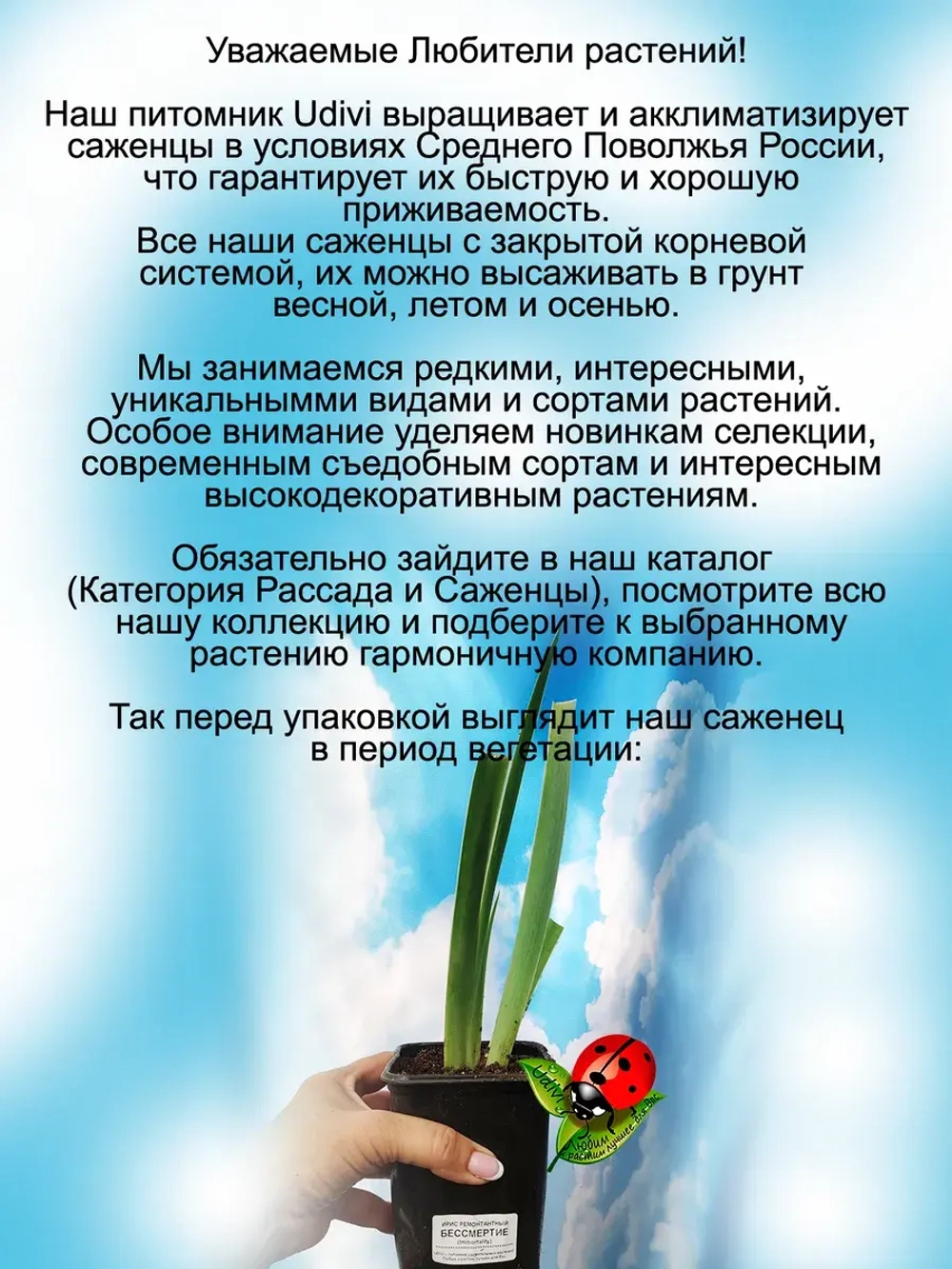 Ирис Бессмертие ремонтантный Имморталити