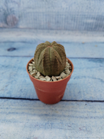 Euphoria Obesa (Эуфорбия)
