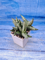 Sansevieria Classic Fan (Сансевиерия)