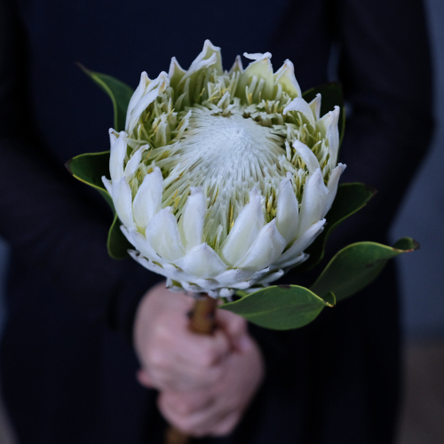 Купить Протея королевская «‎FULL MOON»