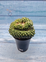 Gymnocalycium Spineless Crested form (Гимнокалициум Кристатный)