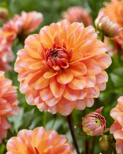 Георгин Peaches & Vanilla (корень) Закупка М55 апрель 2026