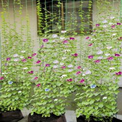 GGN-1 GREEN APPLE Сеть садовая для вьющихся 0,9*1,8м