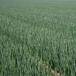 Лук на перо Перформер 10 000 (семян)