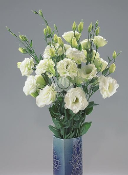 Лизиантус крупноцветковый Супер Мэджик F1 Зелёный 8шт Мировые Семена VITA GREEN