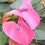 Антуриум Андре CAVALLI