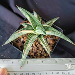 Сансевиерия LAVRANOS 1970 WHITE VAR