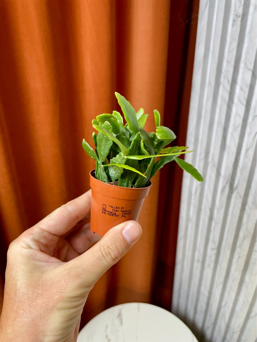 Рипсалис Криспата, D6см Н15см, 1шт, Urban Jungle