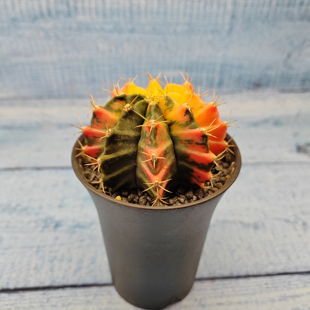 Gymnocalycium Variegata (Гимнокалициум Вариегатный)