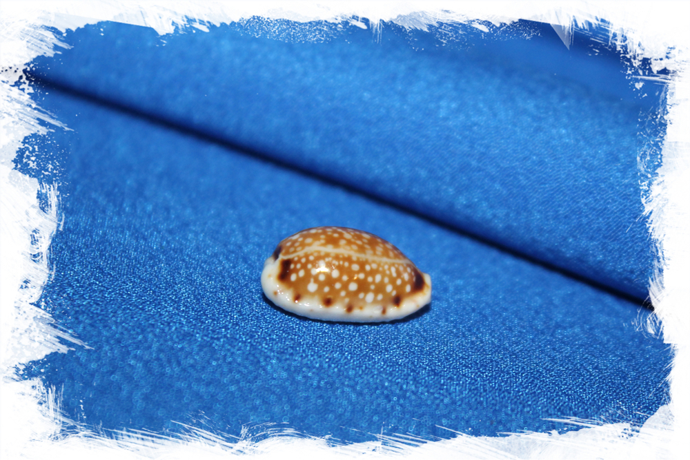 Cypraea labrolineata, Erosaria labrolineata