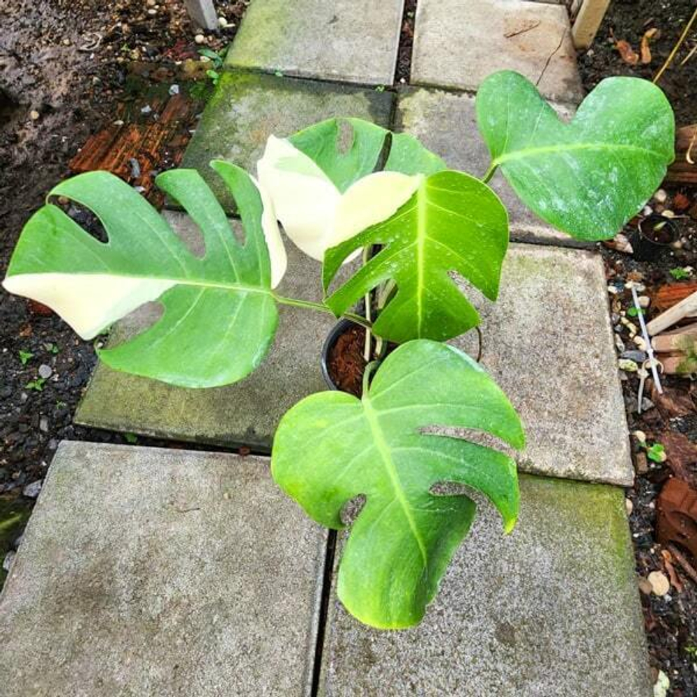 Монстера BORSIGIANA ALBO (В11)