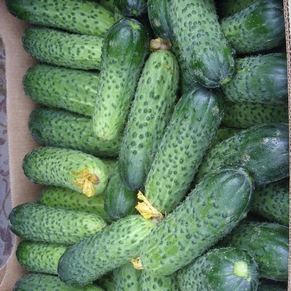 Герман F1 семена огурца (Seminis / ALEXAGRO) отзывы