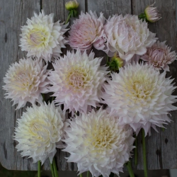 Георгин Ka's Cloud (корень) Закупка М55 апрель 2026