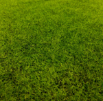 Мох искусственный "Ковровый" дизайн 1, ширина 1,5м, рулон 10м