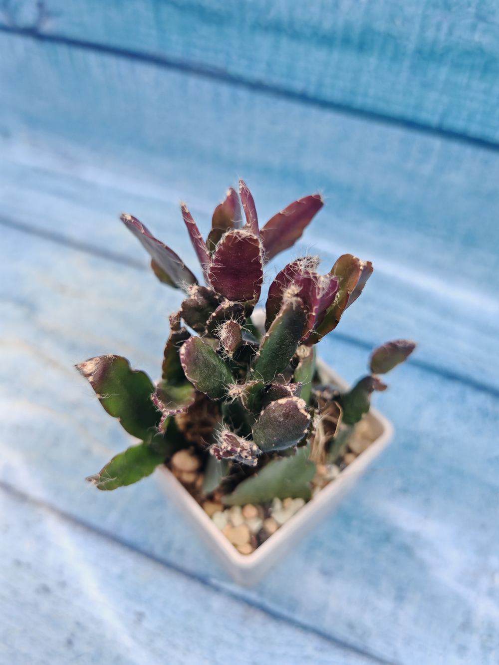 Rhipsalis Augundis (Рипсалис)