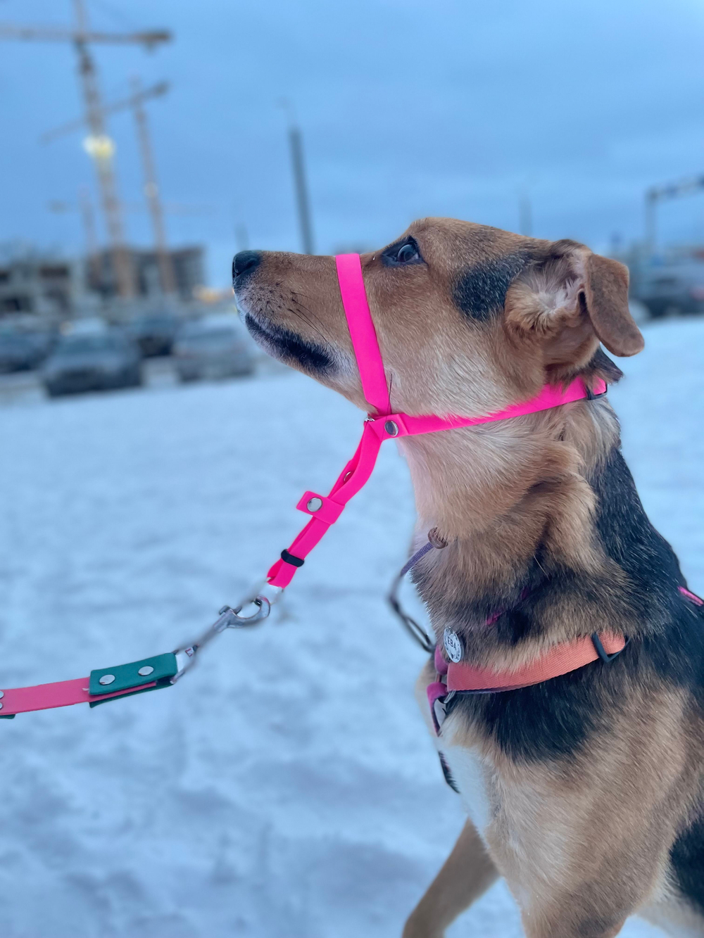 Недоуздок БИОТАН Халти для собак, морда макс 35 см., шея 35-65 см, черный