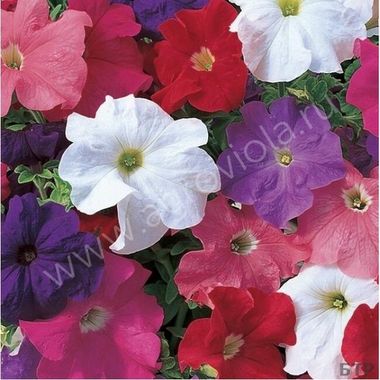 S60157 Петуния кустовая Grandiflora EZ RIDER® MIX 1000 шт.
