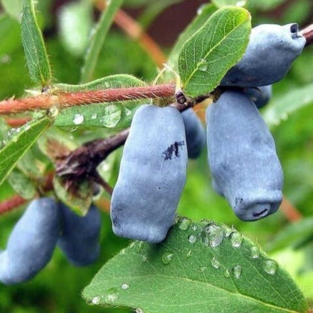 Жимолость Славянка