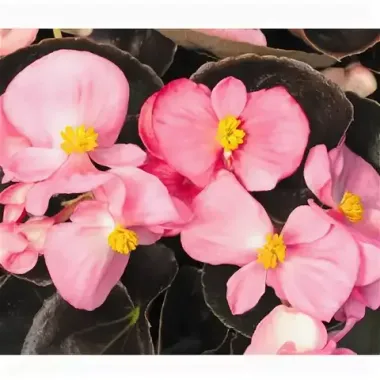 S2236 Бегония вечноцветущая Bada Boom Pink 10 шт.