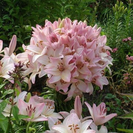 Лилия-дерево розовая многоцветковая