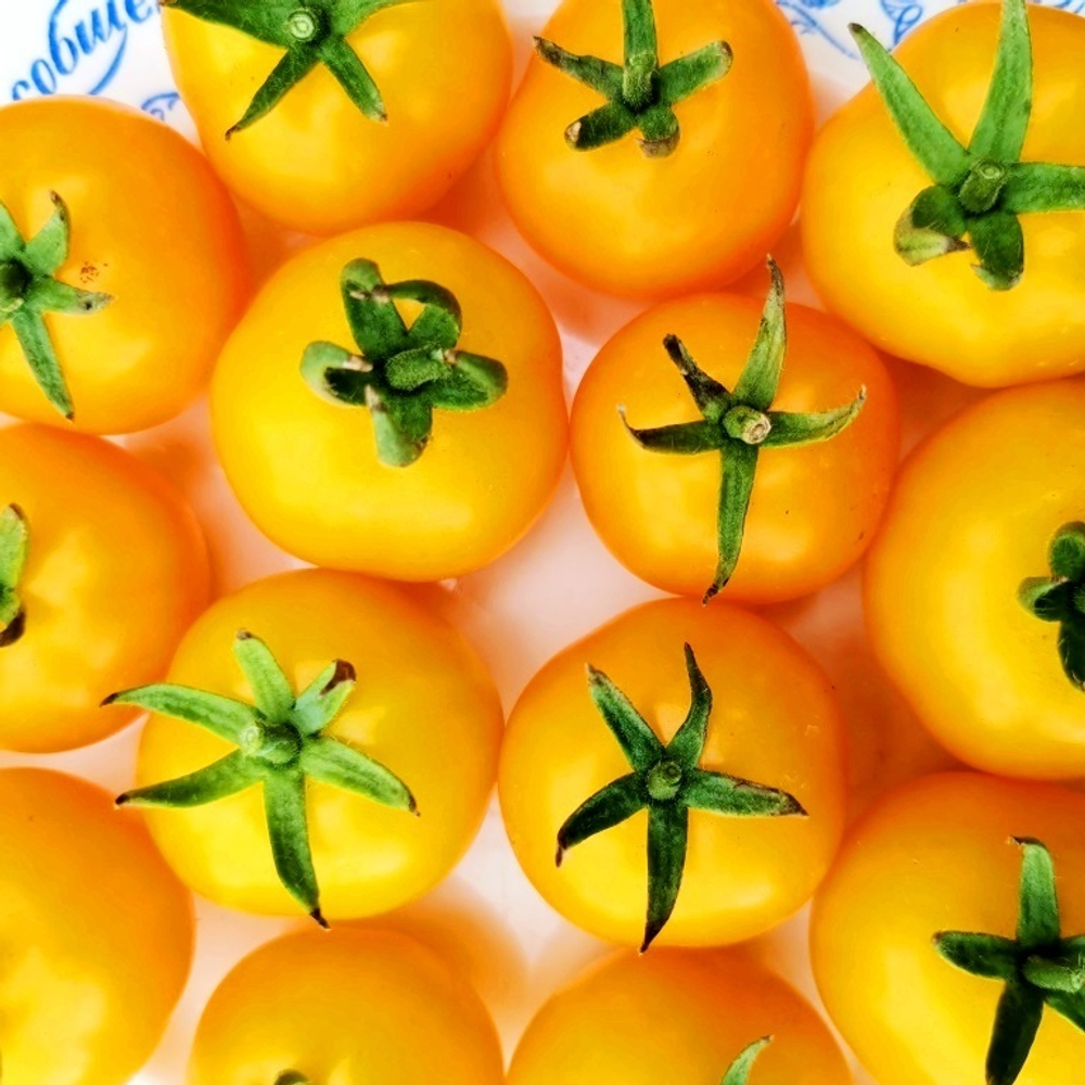 Помидоры Сербская Тыквочка Бундивиче - Bundevice Tomato