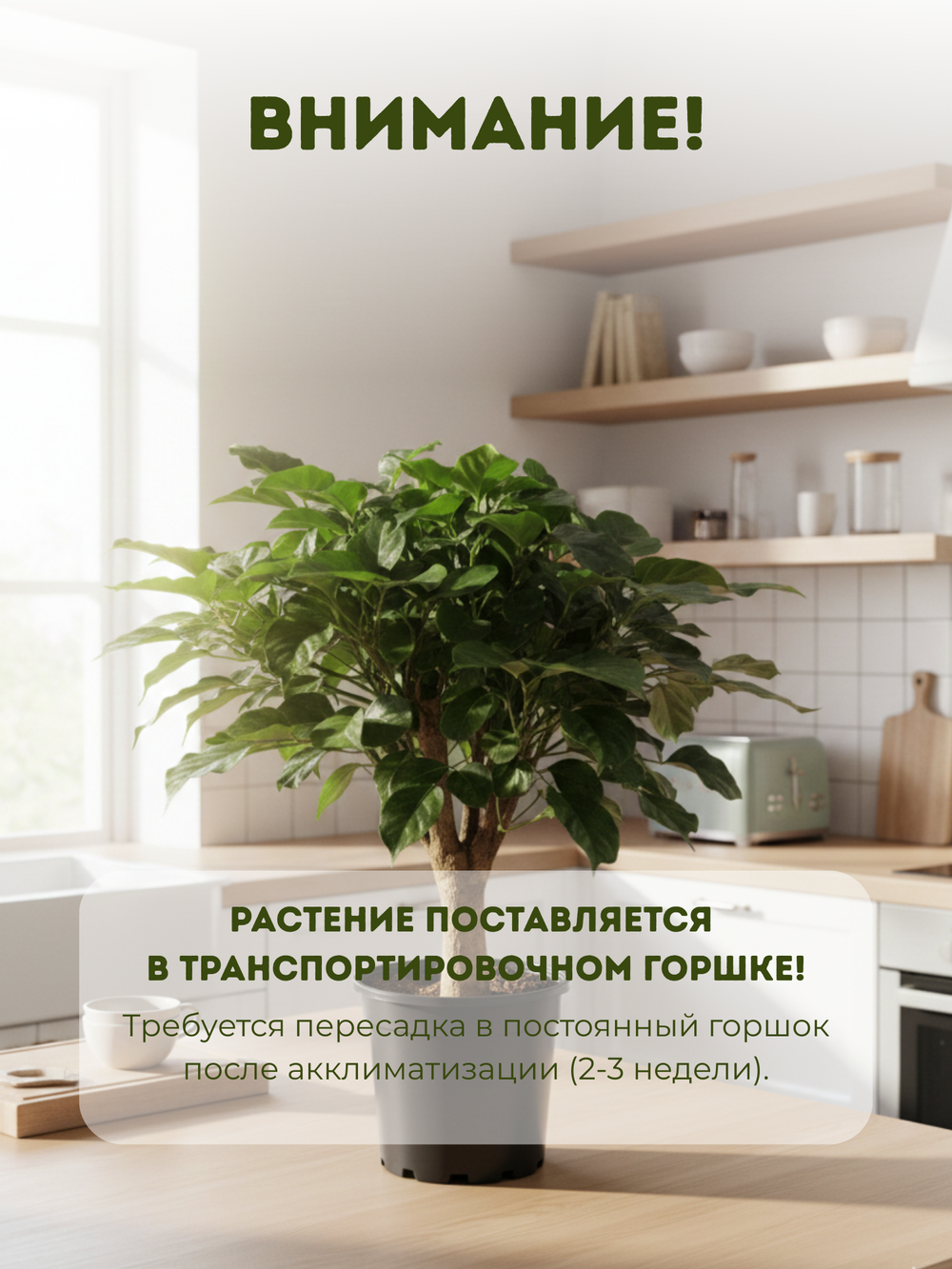 Радермахера Green Treasure д.12