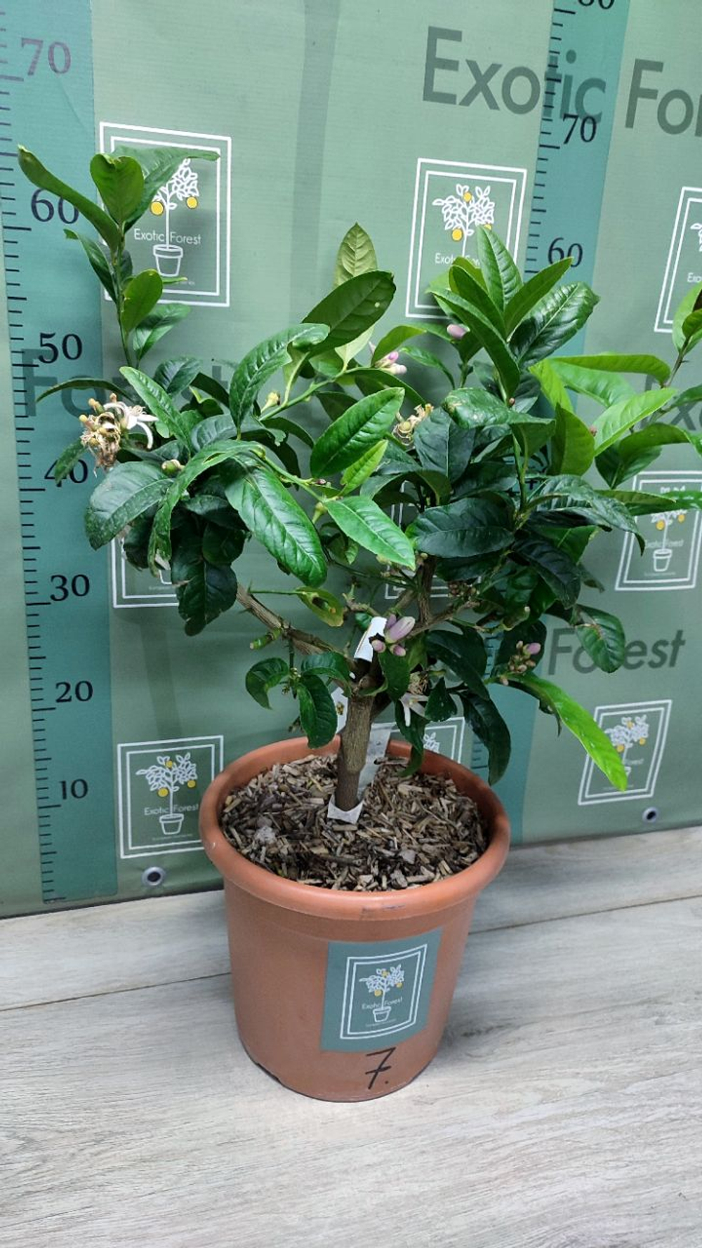 C. medica “Mak Nao San”