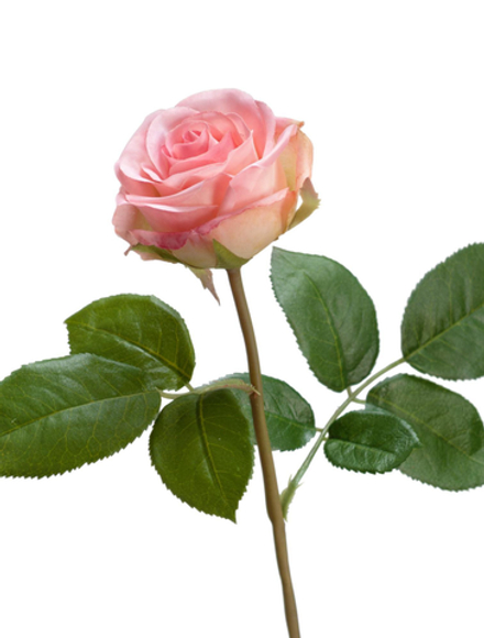 Роза Флорибунда Мидл нежно-розовая, в-34 см