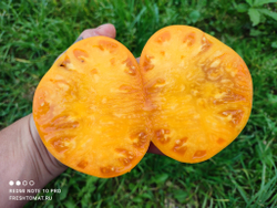 Оранжевый щербет Амишей (Amish Orange Sherbet) сорт томата