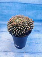 Gymnocalycium Spineless Crested form (Гимнокалициум)