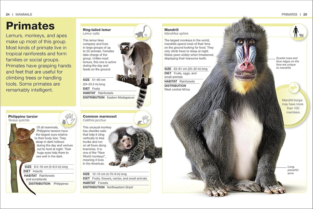 Animals (Pocket Eyewitness)