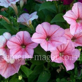 Петуния  крупноцветковая Фалькон Блаш Пинк F1  100 драже