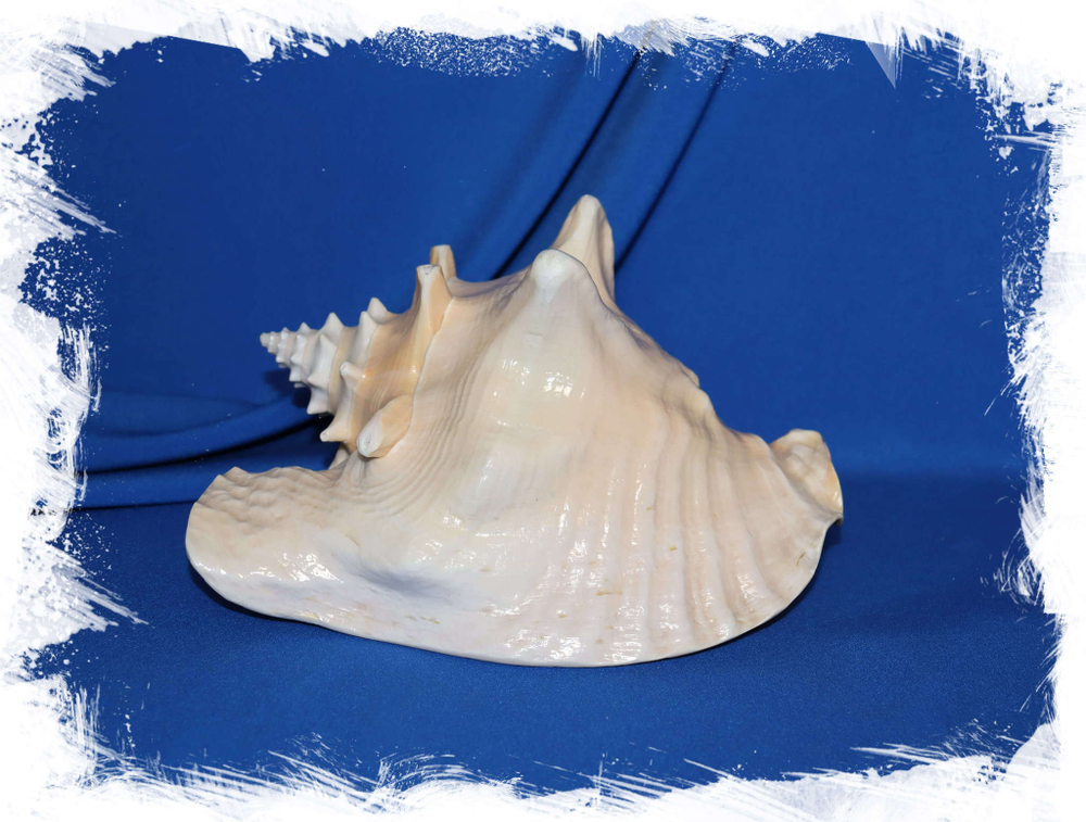 Ракушка Strombus gigas