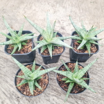 Сансевиерия MANDALICA