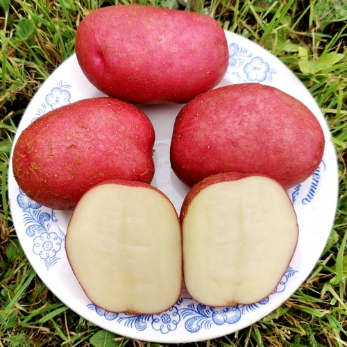 10 КЛУБНЕЙ картофеля Старый Кардинал