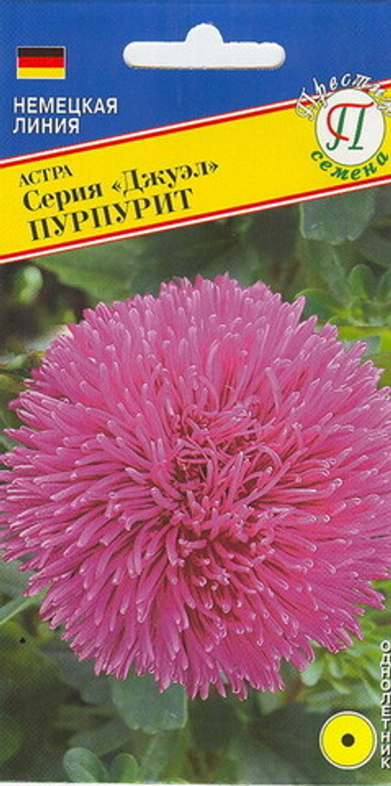 Астра Джуэл Пурпурит кит. Престиж
