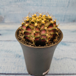 Gymnocalycium T-Rex Pink hybride (Гимнокалициум T-rex)